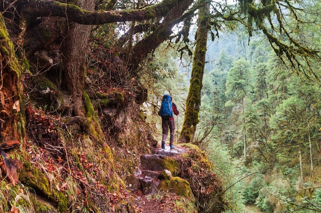 Wandelaar in de jungle van de Himalaya, Nepal, regio Kanchenjunga