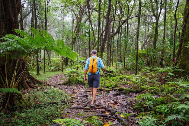 Wandelaar op het parcours in de groene jungle, hawaii, usa