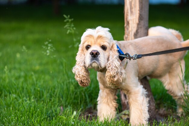 Wandelen hond huisdier met halsband