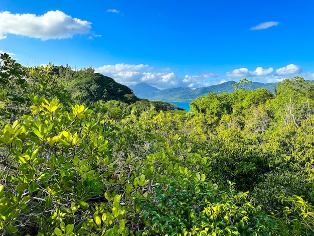 Wandelen in de jungle op het eiland Mahé op de Seychellen