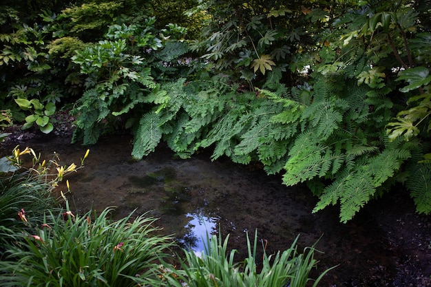 Wandelen in een Franse jungle