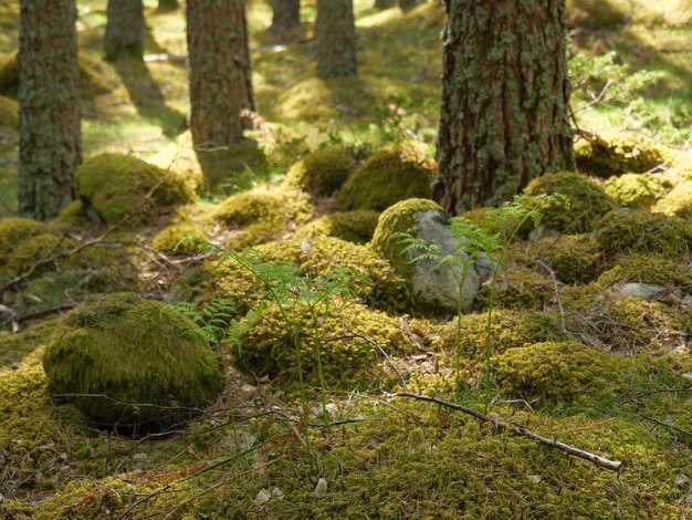 Wandelen in Eidfjord, Noorwegen.