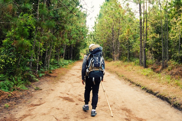 wandelen in het bos met zonlicht