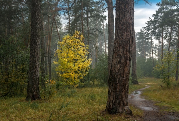 wandelen in het herfstbos. herfst kleuren. herfst mist.