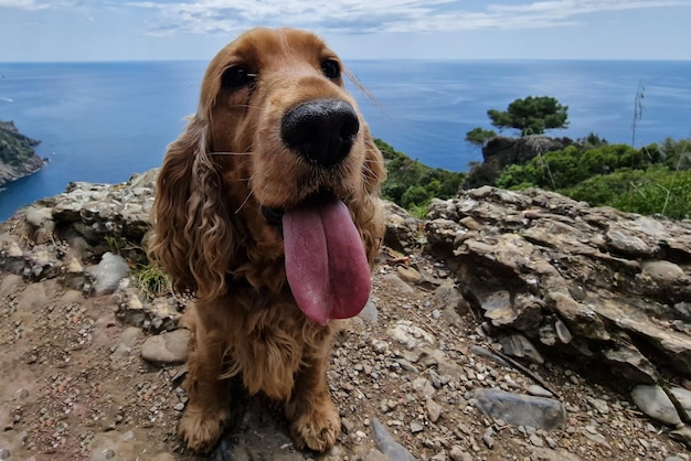 Wandelen met een cocker dog portofino san fruttuoso-pad door het zeelandschap