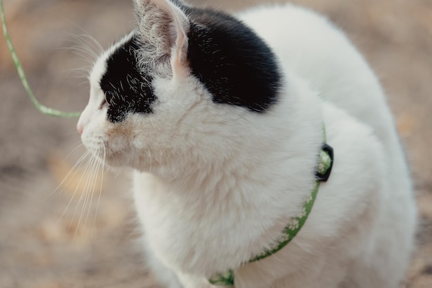 Wandelen met zwart-witte kat in het park. Jonge schattige kat met leiband. Huisdieren wandelen herfst buitenavontuur op zand. Kat aangelijnd in de natuur. Kat met groen harnas en riem in bos