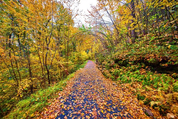 Wandelend pad bedekt met gele bladeren omgeven door levendig bos