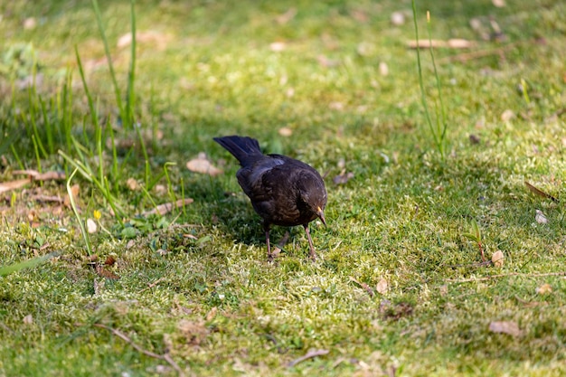 Wandelende zwarte vogel in het park