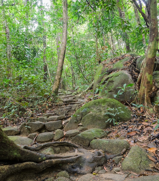 Wandelingssleep door regenwoud, Thailand