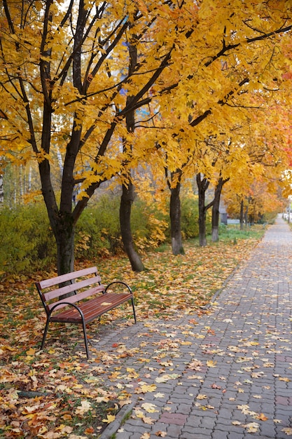 wandelpad bezaaid met kleurrijke esdoornbladeren en een leeg bankje op het pad omringd door bomen