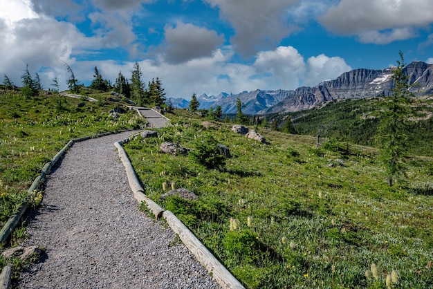 Wandelpad door de bergen en wilde bloemen in de Sunshine Meadows of Sunshine Village, Albe