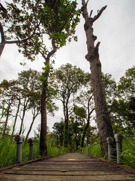 Foto wandelpad door de tropische jungle van het nationaal park