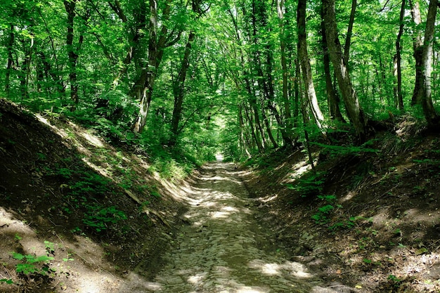 Wandelpad door een schaduwrijk beukenbos naar de top van de berg