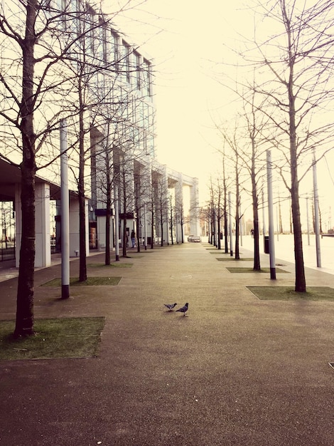 Foto wandelpad door kale bomen en gebouwen tegen de lucht