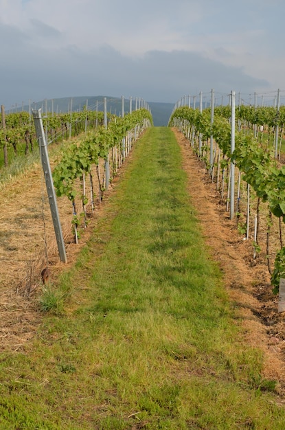 Wandelpad door plantages tegen de lucht