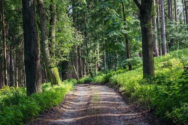 Wandelpad in bos Bosweg