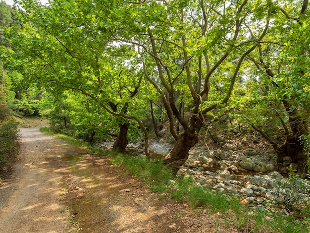 Wandelpad in de bergkloof van Agali op het eiland Evia in Griekenland