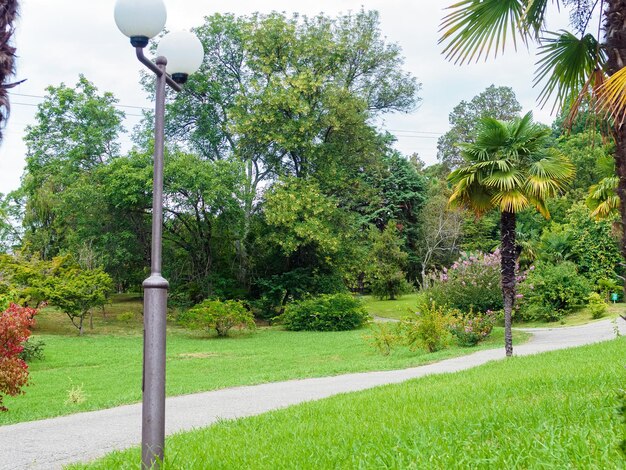 Wandelpad in een groot park met palmbomen