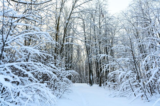 Wandelpad in een prachtig besneeuwd winterlandschap