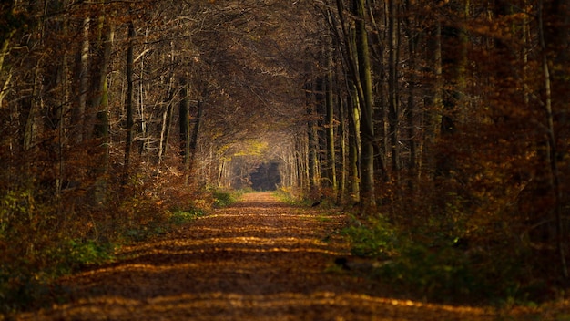 Wandelpad in het bos in de herfst