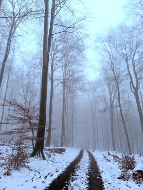 Wandelpad in het bos op een mistige, besneeuwde winterdag