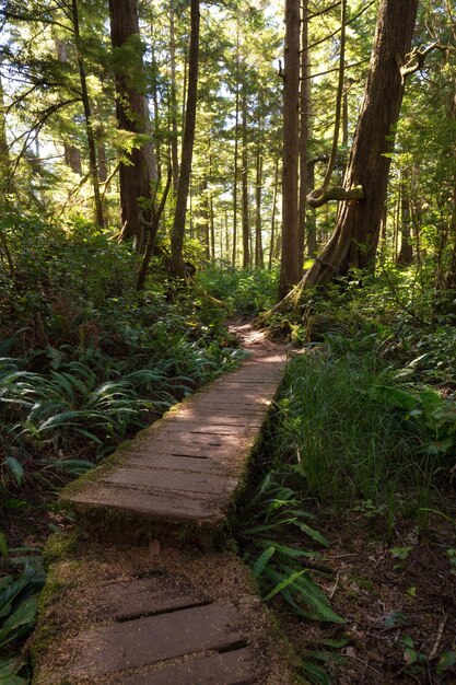 Wandelpad in het bos tijdens een levendige zonnige zomerdag