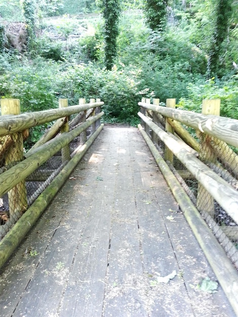 Foto wandelpad in het bos