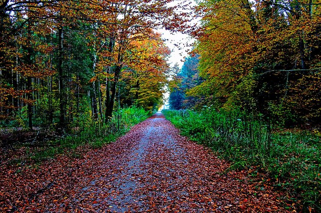 Foto wandelpad in het bos