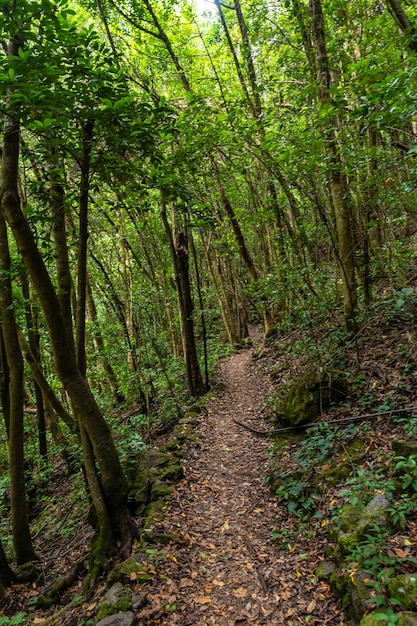 Wandelpad in het natuurpark los tinos aan de noordoostkust op het eiland la palma