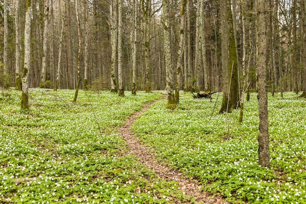 Wandelpad in weelderig en groen bos met veel witte wilde bloemen