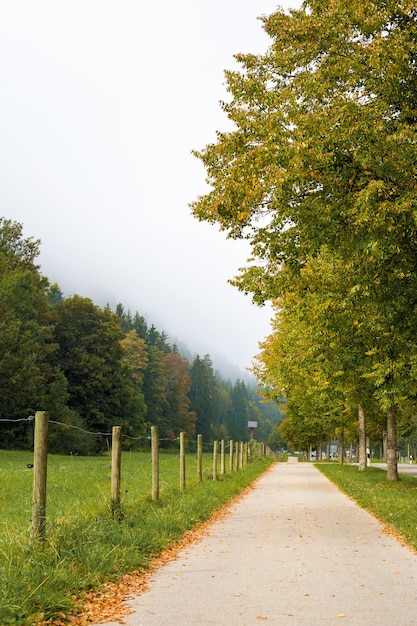 Wandelpad langs het bos en een rij bomen