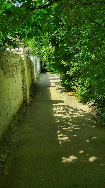 Wandelpad met veel bomen