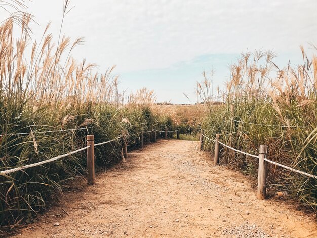 Foto wandelpad midden in het veld tegen de lucht