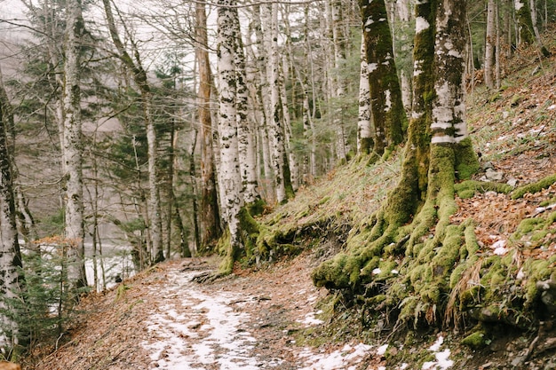 Wandelpad op een helling met berken in het biogradska gora park montenegro