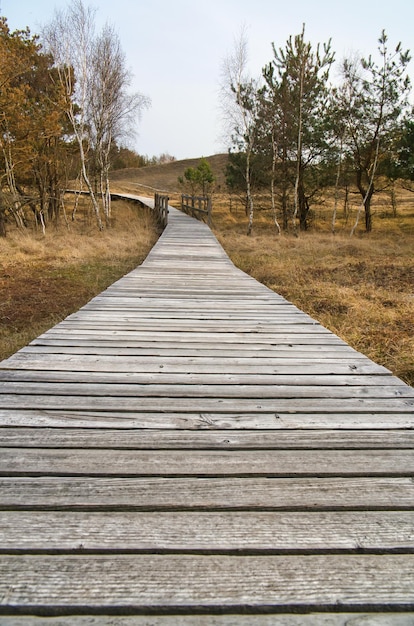 Wandelpad over een houten loopbrug naar de hoge duin in het Darss National park