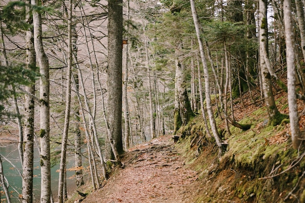 Wandelpad over het meer in biogradska gora park montenegro