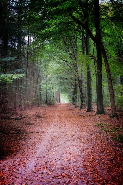 Foto wandelpad tussen bomen in het bos in de herfst