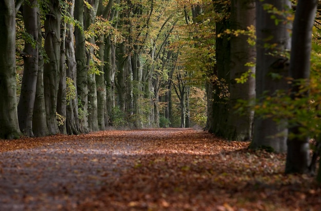 Wandelpad tussen de bomen in de herfst