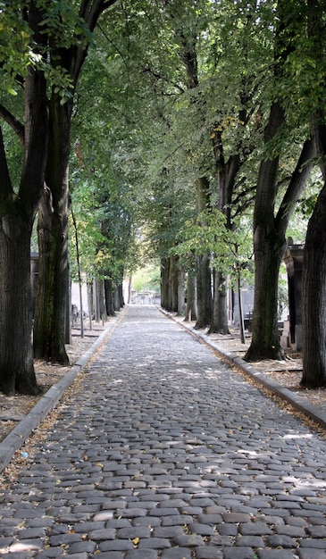 Wandelpad tussen de bomen in de stad