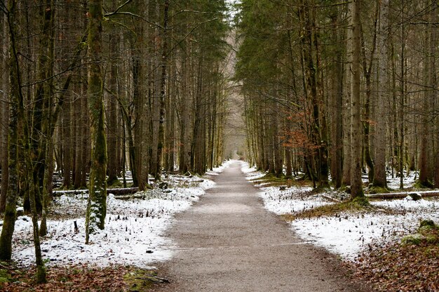 Foto wandelpad tussen de bomen in het bos