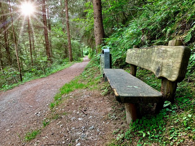 Wandelpad tussen de bomen in het bos