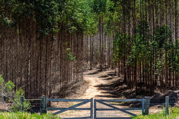 Foto wandelpad tussen de bomen in het bos