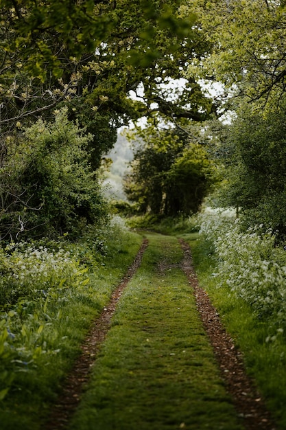 Wandelpad tussen de bomen in het bos