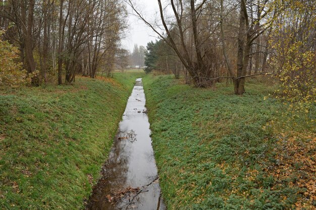 Foto wandelpad tussen de bomen in het bos