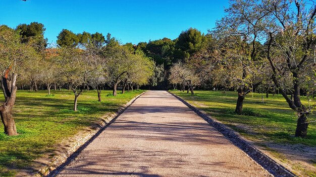 Foto wandelpad tussen de bomen tegen een heldere lucht