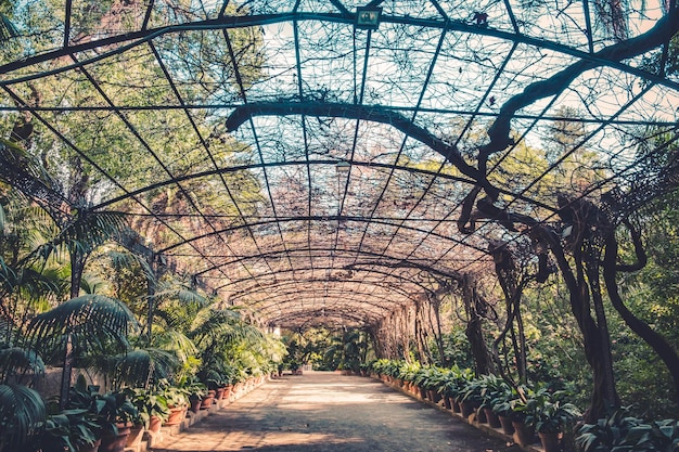 Foto wandelpad tussen kale bomen