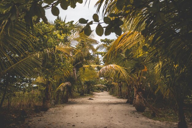 Wandelpad tussen palmbomen tegen de lucht