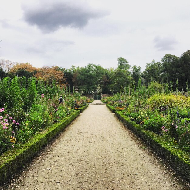 Foto wandelpad tussen planten tegen de lucht