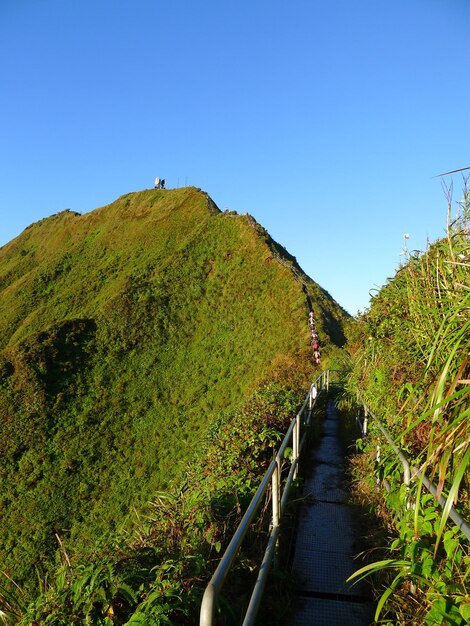 Foto wandelpad tussen planten tegen een heldere lucht