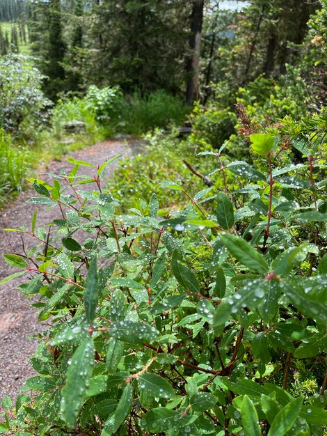 Wandelpad wandelpad in wild groen dennenbos. Loop door bos naar berg